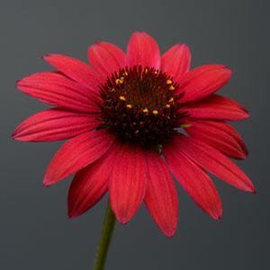Echinacea purpurea 'Sombrero Baja Burgundy' Coneflower from Moose Crossing Garden Center