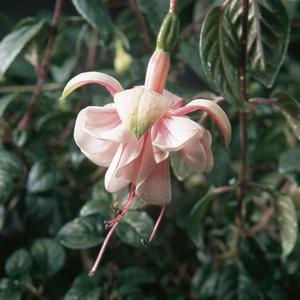 Fuchsia hybrid 'Southgate' Trailing Fuchsia from Moose Crossing Garden Center