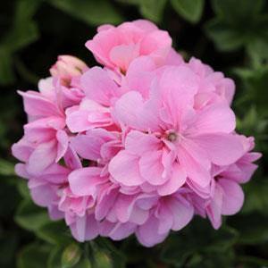 Geranium Ivy 'Precision Pink Light' Geranium Ivy from Moose Crossing Garden Center