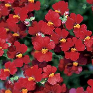Nemesia hybrid 'Sunsatia Cranberry' Nemesia from Moose Crossing Garden Center