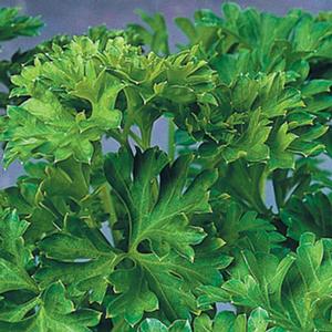 Parsley 'Curly' Parsley from Moose Crossing Garden Center