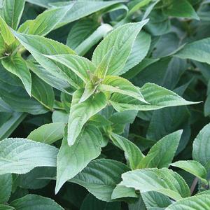 Salvia officinalis 'Pineapple' Sage from Moose Crossing Garden Center