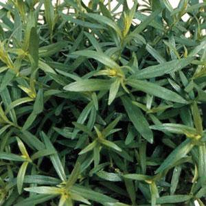Herb Tarragon 'French' Herb Tarragon from Moose Crossing Garden Center