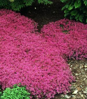 Thyme praecox 'Coccineus' Creeping Thyme from Moose Crossing Garden Center