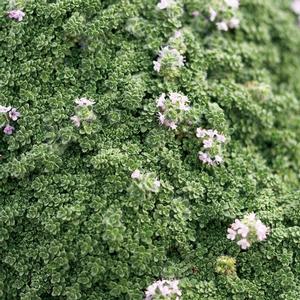 Herb Thyme 'Serpyllum Elfin' Herb Thyme from Moose Crossing Garden Center
