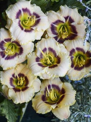 Hemerocallis hybrid 'Baby Moon Cafe' Daylily from Moose Crossing Garden Center