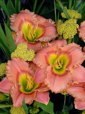 Hemerocallis hybrid 'Elegant Candy' Daylily from Moose Crossing Garden Center
