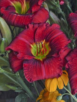 Hemerocallis hybrid 'Funny Valentine' Daylily from Moose Crossing Garden Center
