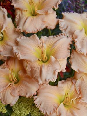 Hemerocallis hybrid 'Sweet Tart' Daylily from Moose Crossing Garden Center