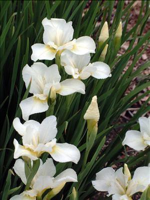Iris siberica 'White Swirl' Siberian Iris from Moose Crossing Garden Center