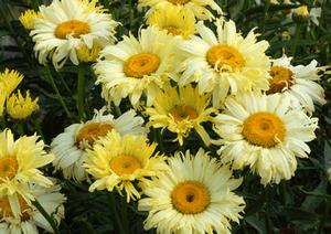 Leucanthemum superbum 'Goldfinch' Shasta Daisy from Moose Crossing Garden Center