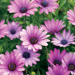 Osteospermum hybrid 'Soprano Purple' African Daisy from Moose Crossing Garden Center