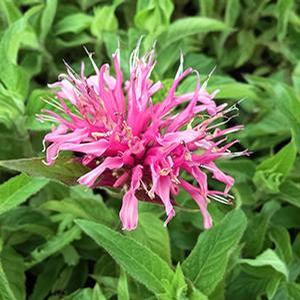 Monarda didyma 'Balmy Pink' Bee Balm from Moose Crossing Garden Center