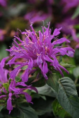 Monarda didyma 'Balmy Lilac' Bee Balm from Moose Crossing Garden Center