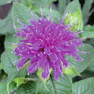 Monarda didyma 'Marshall's Delight' Bee Balm from Moose Crossing Garden Center