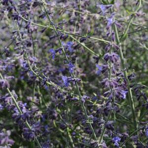 Perovskia atriplicifolia 'Crazy Blue' Russian Sage from Moose Crossing Garden Center