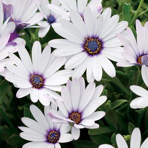 Osteospermum hybrid 'Soprano White' African Daisy from Moose Crossing Garden Center