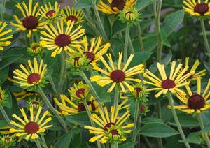 Rudbeckia subtomentosa 'Little Henry' Quilled Rudbeckia from Moose Crossing Garden Center