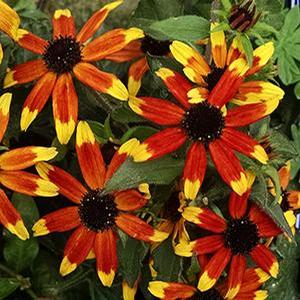 Rudbeckia triloba 'Prairie Glow' Black-eyed Susan from Moose Crossing Garden Center