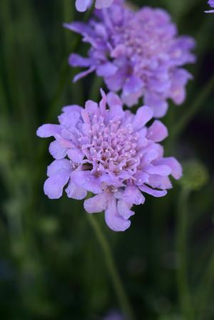Scabiosa columbaria 'Flutter Deep Blue' Pincushion Flower from Moose Crossing Garden Center