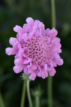 Scabiosa columbaria 'Flutter Rose Pink' Pincushion Flower from Moose Crossing Garden Center