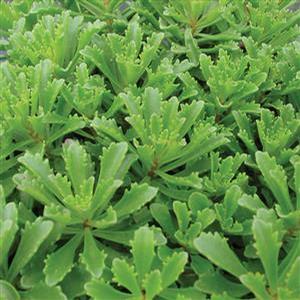 Sedum Floriferum 'Weihenstephaner Gold' Stonecrop from Moose Crossing Garden Center