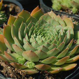 Sempervivum 'Silver King' Hens & Chicks from Moose Crossing Garden Center