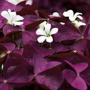 Oxalis hybrid 'Charmed Wine' Shamrock from Moose Crossing Garden Center