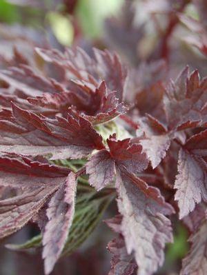 Cimicifuga 'Hillside Black Beauty' Snakeroot from Moose Crossing Garden Center