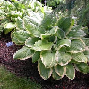 Hosta hybrid 'Fragrant Bouquet' Hosta from Moose Crossing Garden Center