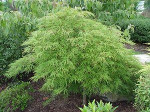 Acer palmatum dissectum 'Waterfall' Weeping Japanese Maple from Moose Crossing Garden Center