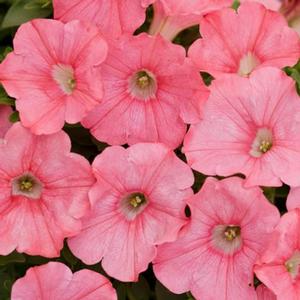 Petunia hybrid 'Supertunia Bermuda Beach' Petunia from Moose Crossing Garden Center