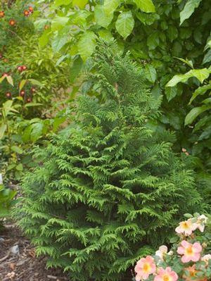 Chamaecyparis pisifera 'Soft Serve' False Cypress from Moose Crossing Garden Center