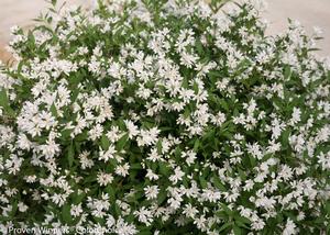 Deutzia 'Yuki Snowflake' Deutzia from Moose Crossing Garden Center