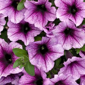 Petunia hybrid 'Supertunia Bordeaux' Petunia from Moose Crossing Garden Center