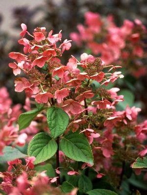 Hydrangea paniculata 'Quick Fire Tree Form' Tree Hydrangea from Moose Crossing Garden Center