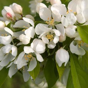 Malus hybrid 'Spring Snow' Flowering Crab from Moose Crossing Garden Center