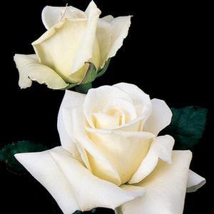 Rosa 'John F. Kennedy' Hybrid Tea Rose from Moose Crossing Garden Center