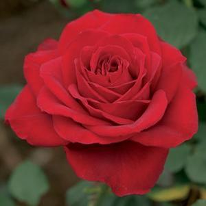 Rosa 'Olympiad' Hybrid Tea Rose from Moose Crossing Garden Center