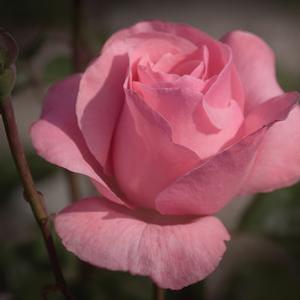 Rosa 'Queen Elizabeth' Hybrid Tea Rose from Moose Crossing Garden Center