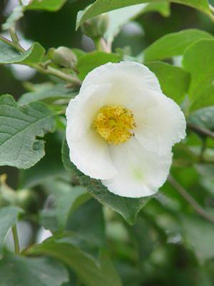 Stewartia pseudocamellia Japanese Stewartia from Moose Crossing Garden Center