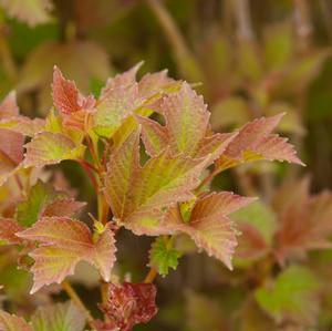 Viburnum Trilobum 'Bailey's Compactum' American cranberry from Moose Crossing Garden Center