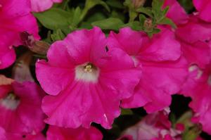 Petunia hybrid 'Supertunia Giant Pink' Petunia from Moose Crossing Garden Center