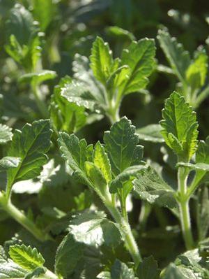 Teucrium chamaedrys Germander from Moose Crossing Garden Center