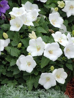 Campanula carpatica 'White Clips' Bellflower from Moose Crossing Garden Center