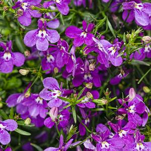 Lobelia erinus 'Laguna Ultraviolet' Lobelia from Moose Crossing Garden Center