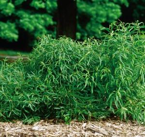 Comptonia peregrina Sweet fern from Moose Crossing Garden Center