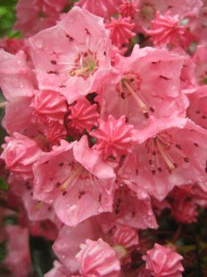 Kalmia latifolia 'Carol' Mountain Laurel from Moose Crossing Garden Center