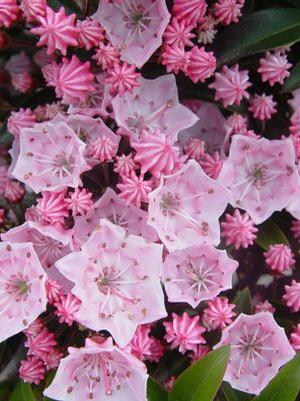 Kalmia latifolia 'Tinkerbell' Mountain Laurel from Moose Crossing Garden Center