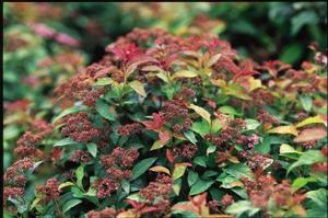 Spiraea Bumalda 'Goldflame' Spiraea from Moose Crossing Garden Center